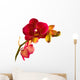 Orange Phalaenopsis Orchid Wall Decal