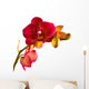 Orange Phalaenopsis Orchid Wall Decal
