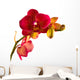 Orange Phalaenopsis Orchid Wall Decal