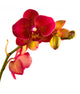 Orange Phalaenopsis Orchid Wall Decal