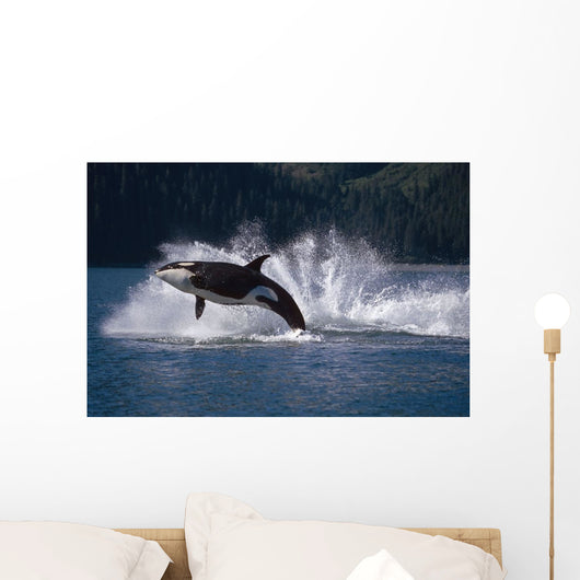 Double Breaching Orcas Wall Mural