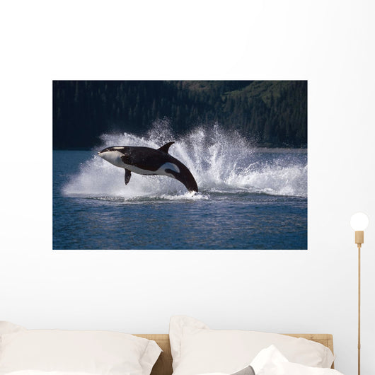 Double Breaching Orcas Wall Mural