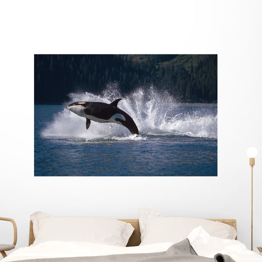 Double Breaching Orcas Wall Mural