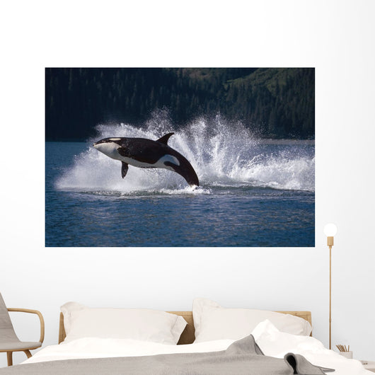 Double Breaching Orcas Wall Mural