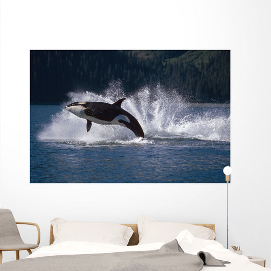 Double Breaching Orcas Wall Mural