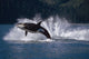 Double Breaching Orcas Wall Mural