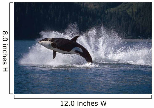 Double Breaching Orcas Wall Mural