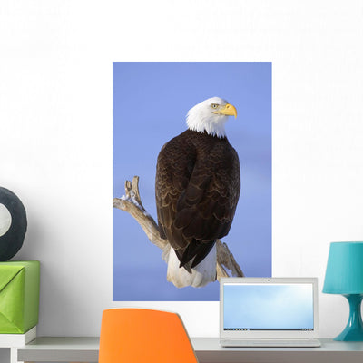 Bald Eagle Perched Wall Mural shown on a wall