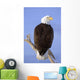 Bald Eagle Perched Wall Mural