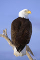 Bald Eagle Perched Wall Mural