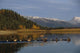 Caribou Herd Swimming Wall Mural