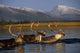 Caribou Herd Swimming Wall Mural