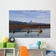 Caribou Bulls Swimming Wall Mural