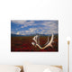 Caribou Skull & Antlers Laying Wall Mural