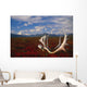 Caribou Skull & Antlers Laying Wall Mural