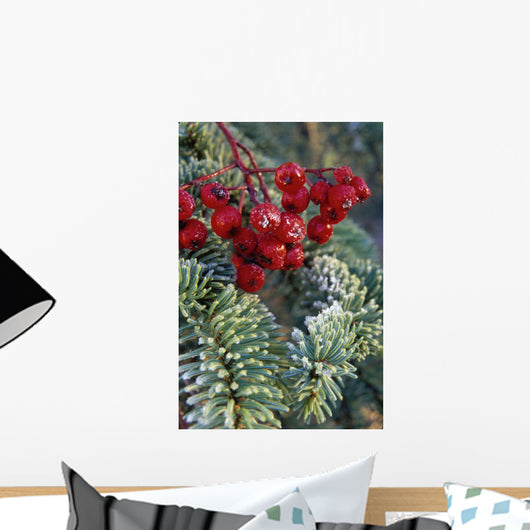 Close Up Of Spruce Needles & Mountain Ash Berries Wall Mural