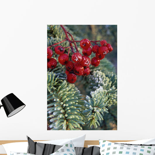 Close Up Of Spruce Needles & Mountain Ash Berries Wall Mural