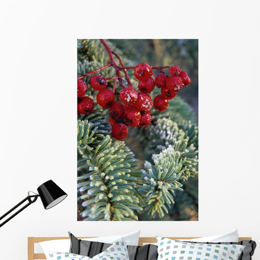 Close Up Of Spruce Needles & Mountain Ash Berries Wall Mural