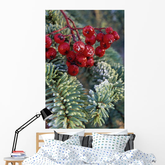 Close Up Of Spruce Needles & Mountain Ash Berries Wall Mural