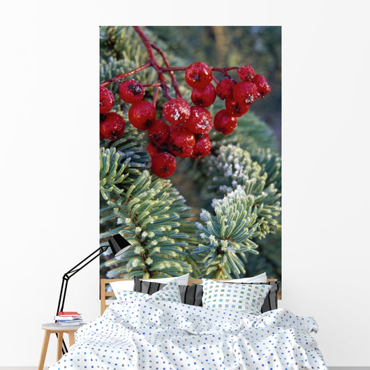 Close Up Of Spruce Needles & Mountain Ash Berries Wall Mural