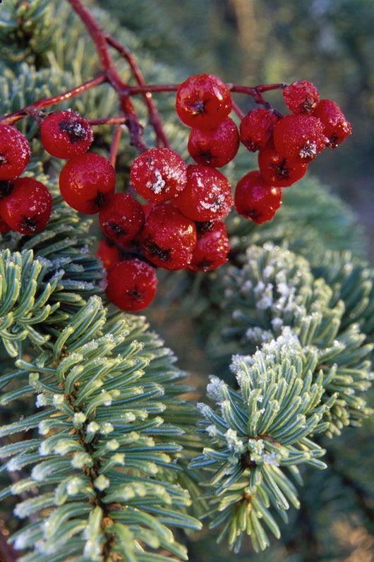 Close Up Of Spruce Needles & Mountain Ash Berries Wall Mural