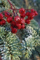 Close Up Of Spruce Needles & Mountain Ash Berries Wall Mural
