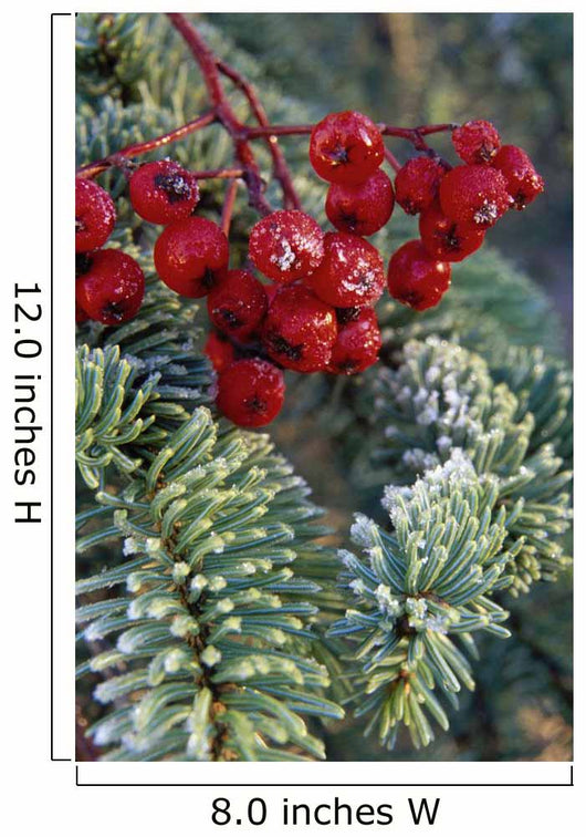Close Up Of Spruce Needles & Mountain Ash Berries Wall Mural