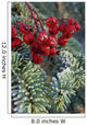 Close Up Of Spruce Needles & Mountain Ash Berries Wall Mural