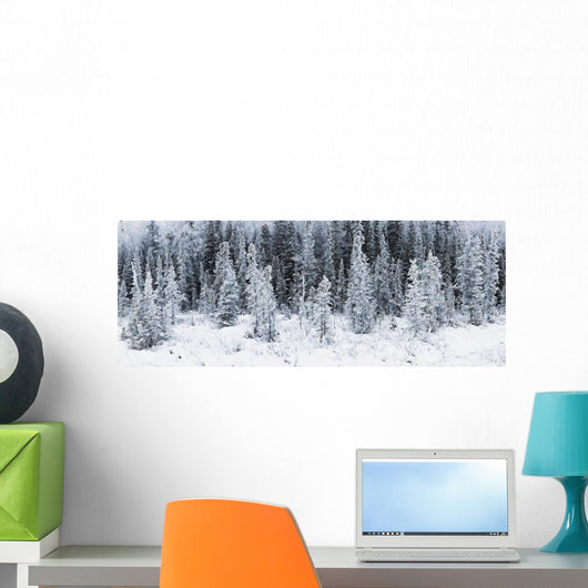 Panoramic View Of Hoar Frost Covered Spruce Trees Wall Mural
