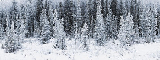 Panoramic View Of Hoar Frost Covered Spruce Trees Wall Mural