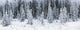 Panoramic View Of Hoar Frost Covered Spruce Trees Wall Mural