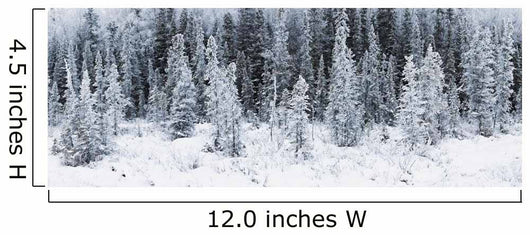 Panoramic View Of Hoar Frost Covered Spruce Trees Wall Mural
