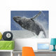 Humpback Whale Breaching Near Juneau During Summer In Southeast Alaska Wall Mural