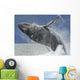 Humpback Whale Breaching Near Juneau During Summer In Southeast Alaska Wall Mural