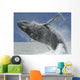 Humpback Whale Breaching Near Juneau During Summer In Southeast Alaska Wall Mural