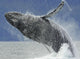 Humpback Whale Breaching Near Juneau During Summer In Southeast Alaska Wall Mural