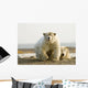 Female Polar Bear Defending Yearling Cub On Barrier Island Wall Mural