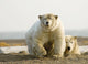 Female Polar Bear Defending Yearling Cub On Barrier Island Wall Mural