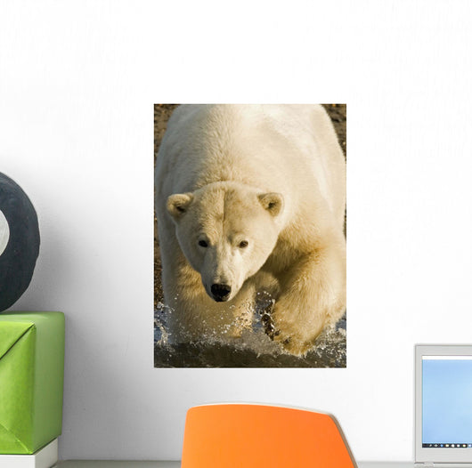Polar Bear Walking Into The Coastal Waters Near Kaktovik, Alaska Wall Mural