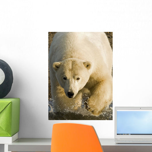Polar Bear Walking Into The Coastal Waters Near Kaktovik, Alaska Wall Mural