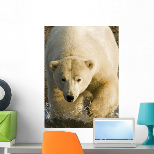 Polar Bear Walking Into The Coastal Waters Near Kaktovik, Alaska Wall Mural