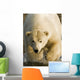 Polar Bear Walking Into The Coastal Waters Near Kaktovik, Alaska Wall Mural