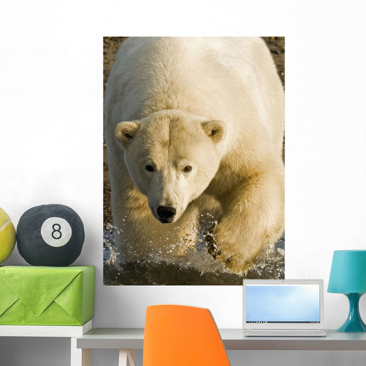 Polar Bear Walking Into The Coastal Waters Near Kaktovik, Alaska Wall Mural