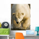 Polar Bear Walking Into The Coastal Waters Near Kaktovik, Alaska Wall Mural