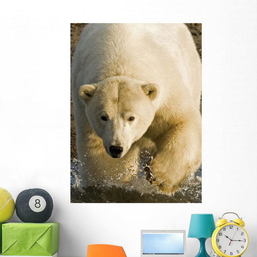 Polar Bear Walking Into The Coastal Waters Near Kaktovik, Alaska Wall Mural