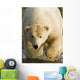 Polar Bear Walking Into The Coastal Waters Near Kaktovik, Alaska Wall Mural