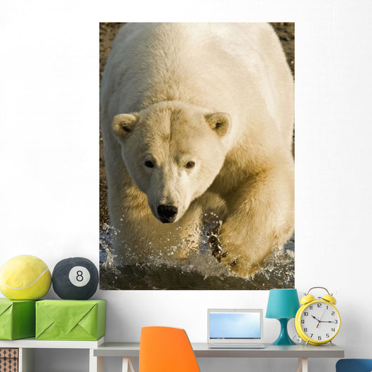 Polar Bear Walking Into The Coastal Waters Near Kaktovik, Alaska Wall Mural