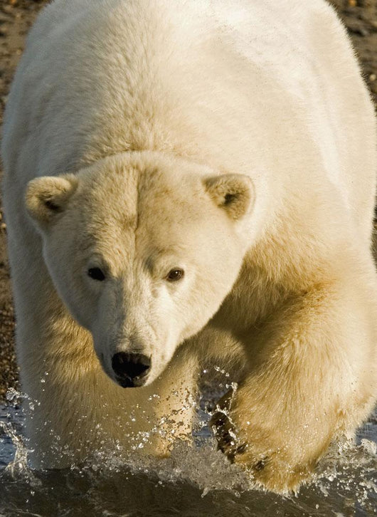 Polar Bear Walking Into The Coastal Waters Near Kaktovik, Alaska Wall Mural