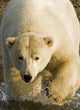 Polar Bear Walking Into The Coastal Waters Near Kaktovik, Alaska Wall Mural