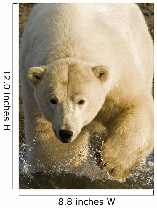 Polar Bear Walking Into The Coastal Waters Near Kaktovik, Alaska Wall Mural